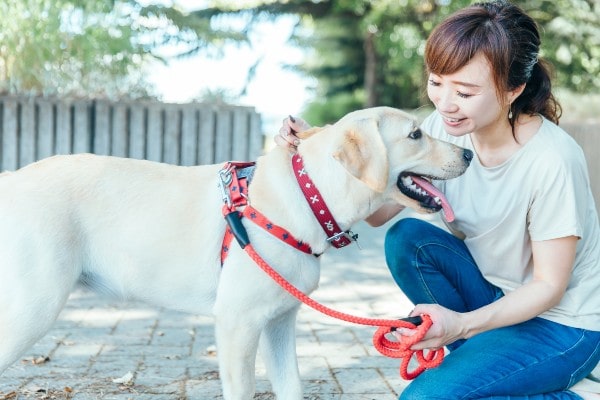 ドッグトレーナーを目指せるおすすめの専門学校をご紹介します！のイメージ